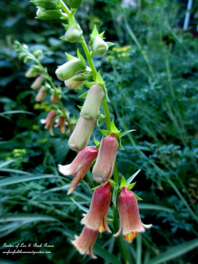 Native Foxglove https://lolajack.jp.net/garden-walk-june-1st/