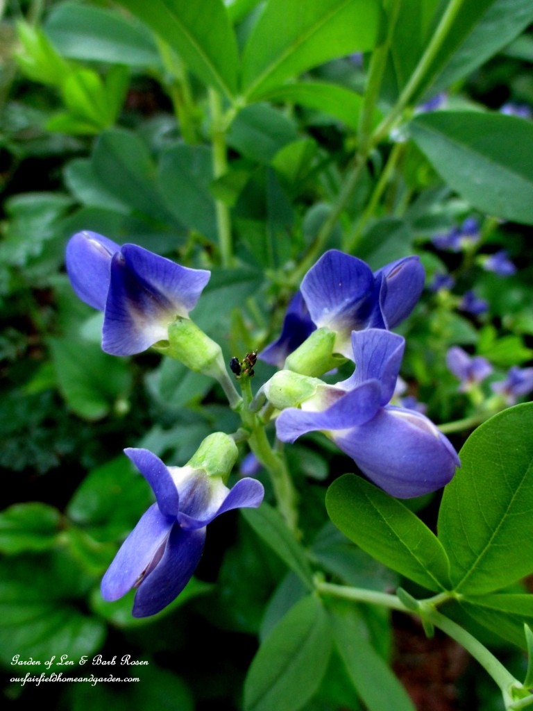 Baptisia https://lolajack.jp.net/garden-walk-june-1st/