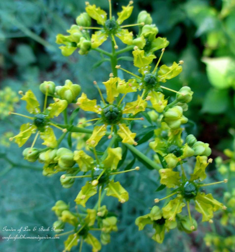 Rue ~ herb with bluish leaves https://lolajack.jp.net/garden-walk-june-1st/