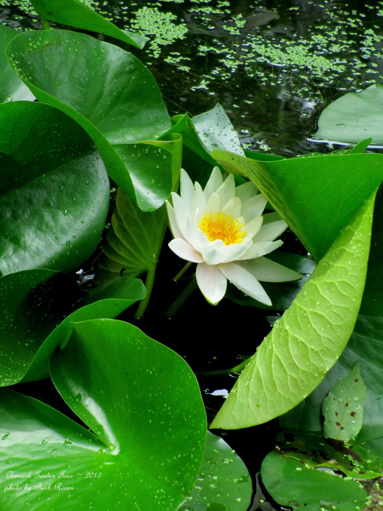 Water Lily https://lolajack.jp.net/newark-garden-tour-2013/