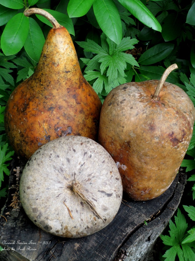 Dried Gourd Accents https://lolajack.jp.net/newark-garden-tour-2013/