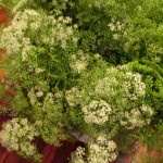 Queen Anne's Lace https://lolajack.jp.net/diy-project-country-flower-basket/