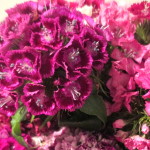 Sweet William https://lolajack.jp.net/diy-project-country-flower-basket/