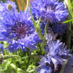 Cornflower https://lolajack.jp.net/diy-project-country-flower-basket/