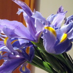 Iris https://lolajack.jp.net/diy-project-country-flower-basket/