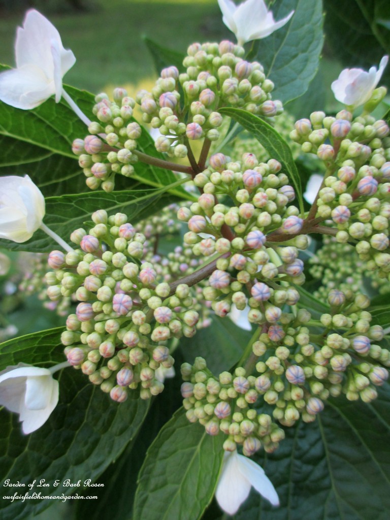 Lace-Cap Hydrangea ready to open https://lolajack.jp.net/garden-walk-july-1st/