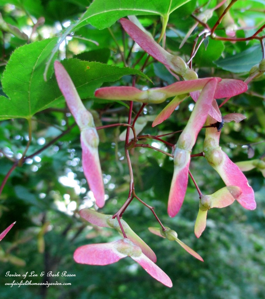 Maple Wings https://lolajack.jp.net/garden-walk-july-1st/