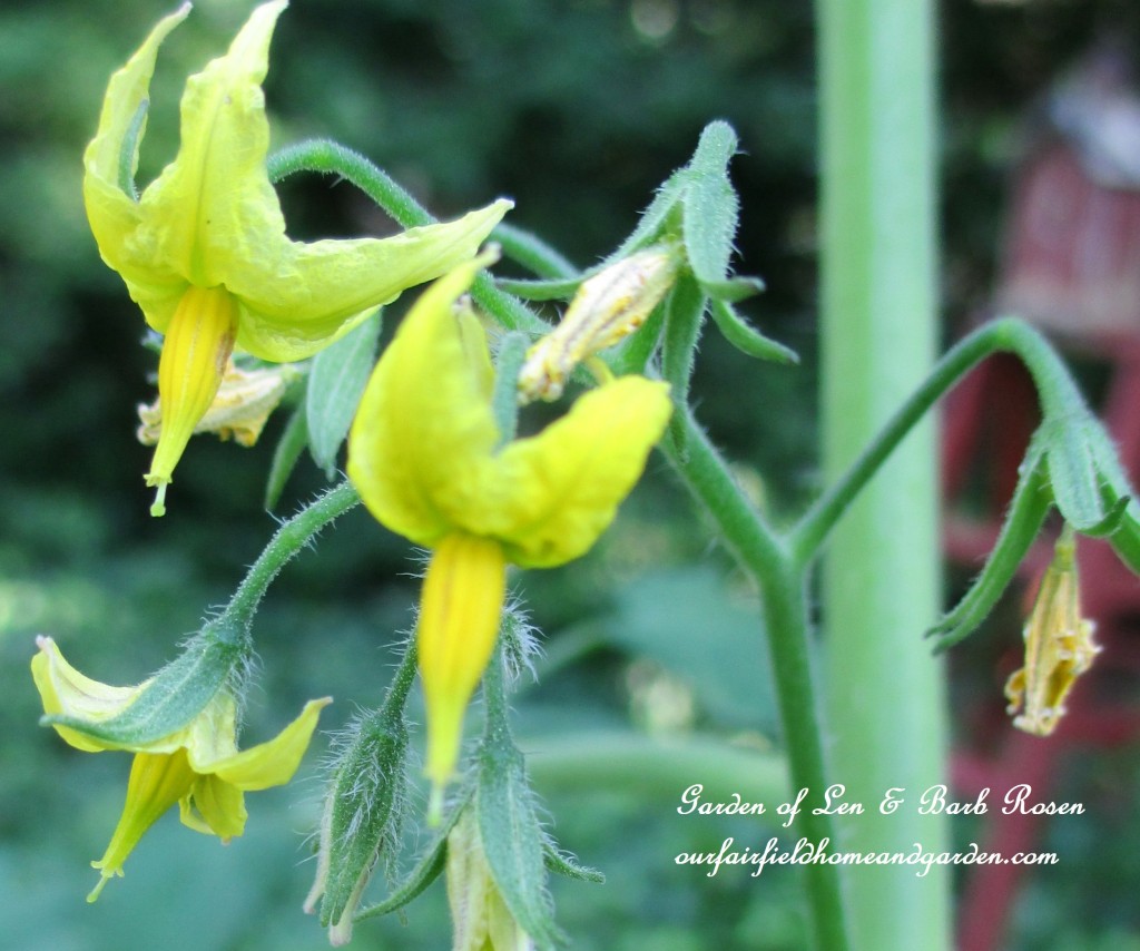 Cherry Tomato Flowers https://lolajack.jp.net/garden-walk-july-1st/