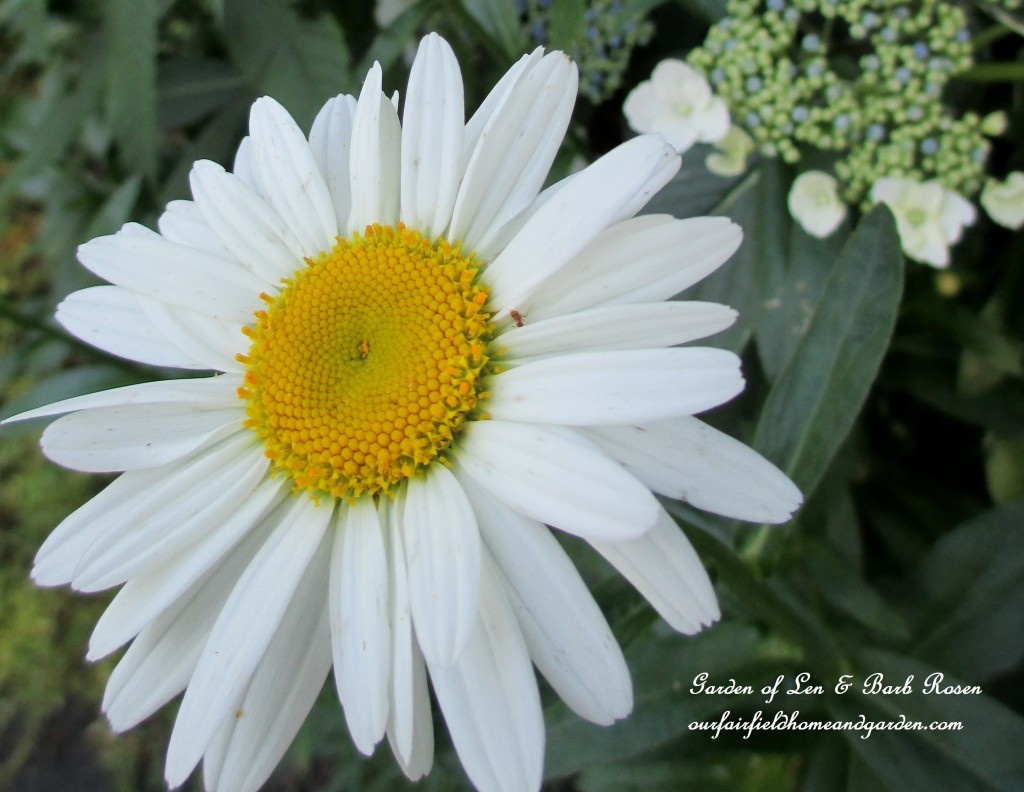 Shasta Daisy "Becky" https://lolajack.jp.net/garden-walk-july-1st/