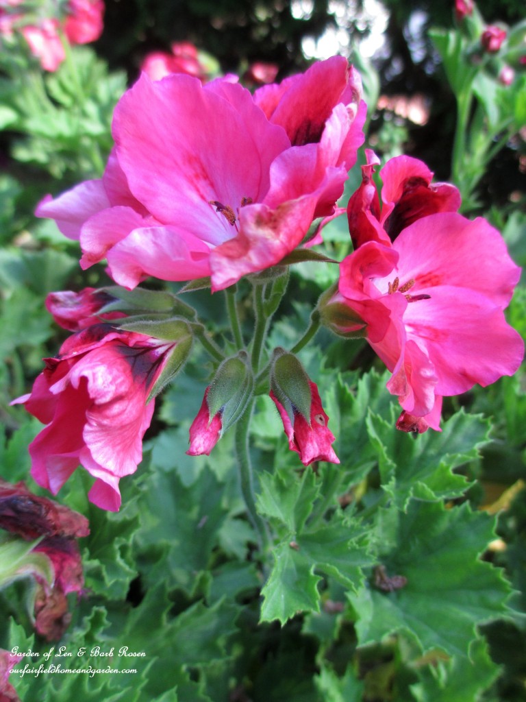 Geranium "Martha Washington" https://lolajack.jp.net/garden-walk-july-1st/