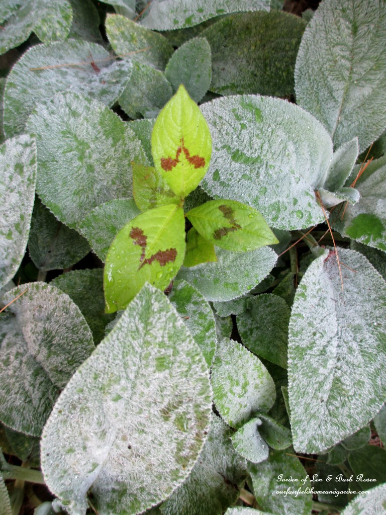 Persicaria in the Lamb's Ear https://lolajack.jp.net/garden-walk-july-1st/