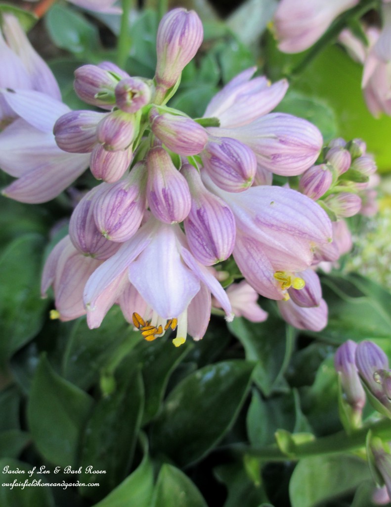 new hosta addition "Little Mouse Ears" https://lolajack.jp.net/garden-walk-july-1st/