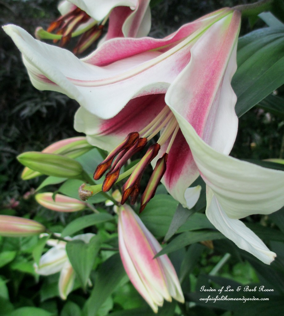 Orienpet "Friso" Lilies https://lolajack.jp.net/garden-walk-july-1st/