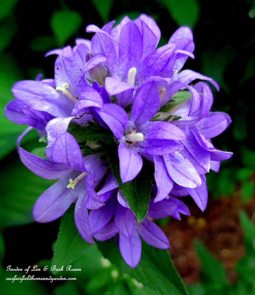 Campanula Glomerata https://lolajack.jp.net/garden-walk-july-1st/