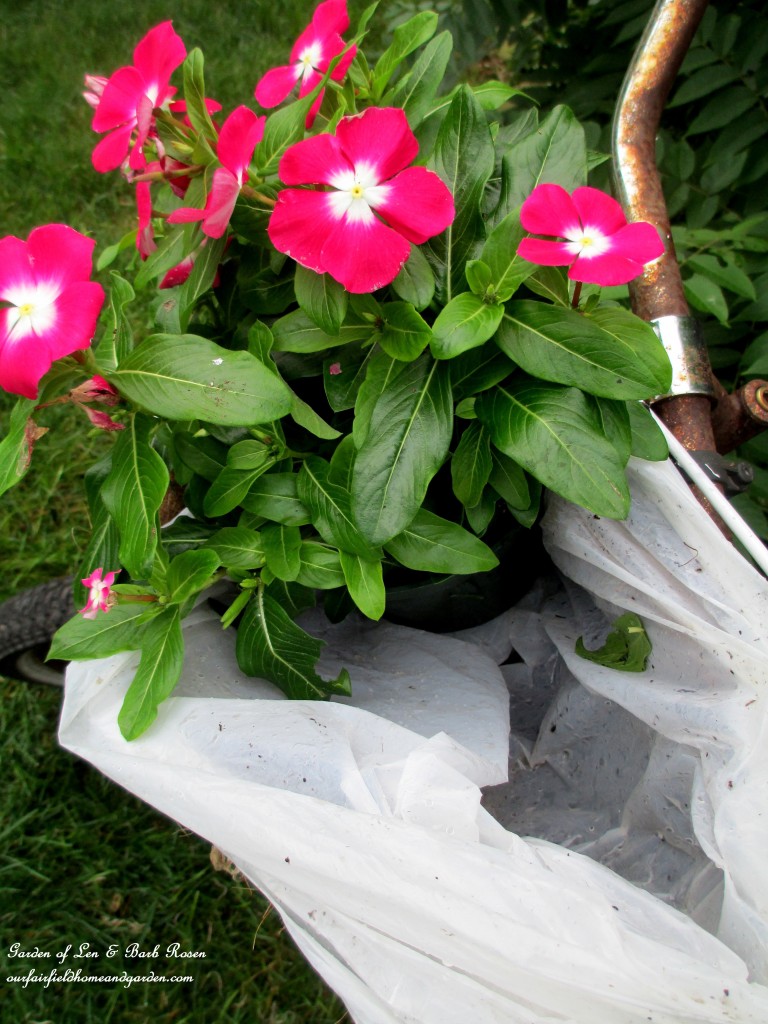 Line the baskets with plastic grocery bags to hold moisture in for the plantings. Tuck in the plants of your choice. https://lolajack.jp.net/diy-project-my-bicycle-planter/