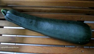 The Giant Zucchini https://lolajack.jp.net/the-giant-zucchini-dilemma/