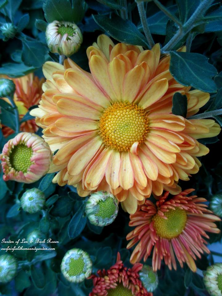 Fall Mums https://lolajack.jp.net/garden-walk-early-fall-garden/