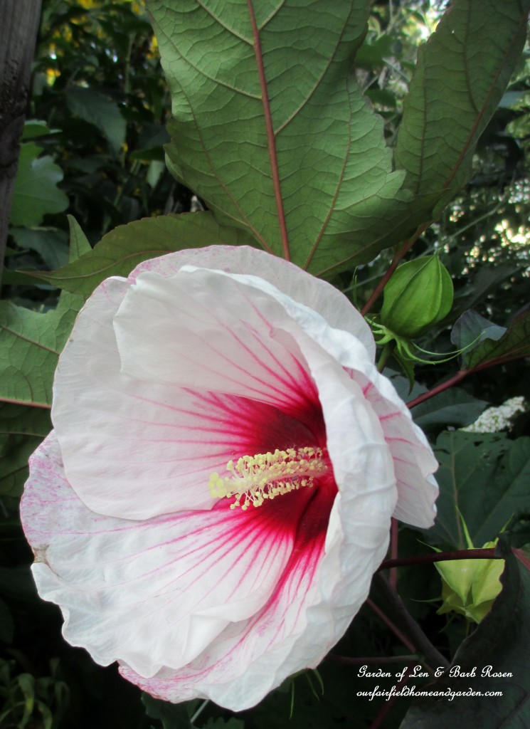perennial Hibiscus https://lolajack.jp.net/garden-walk-early-fall-garden/