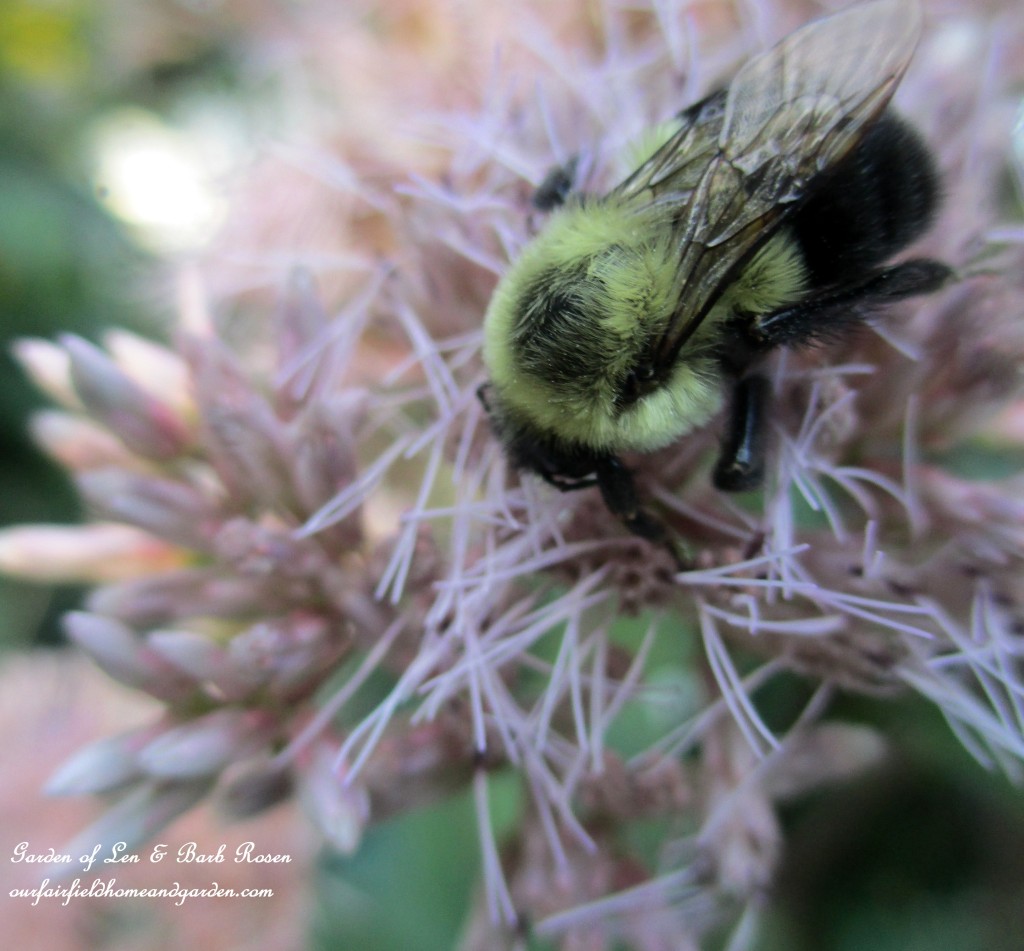 Joe Pye Weed ~ loved by the bees https://lolajack.jp.net/garden-walk-early-fall-garden/