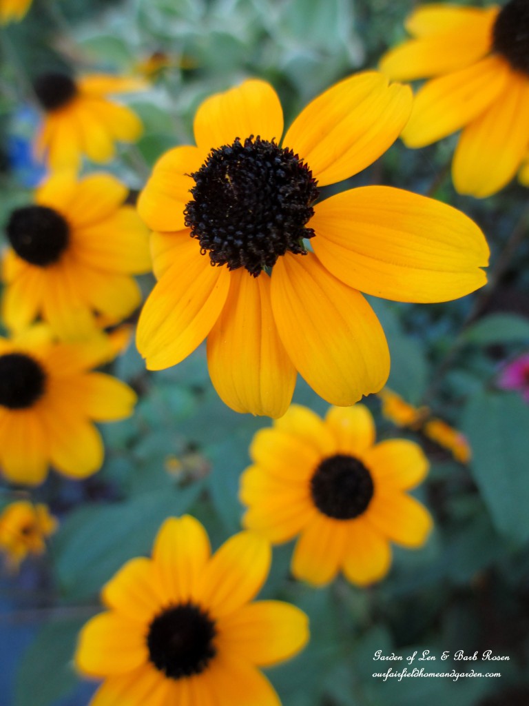 Rudbeckia Trilobia https://lolajack.jp.net/garden-walk-early-fall-garden/