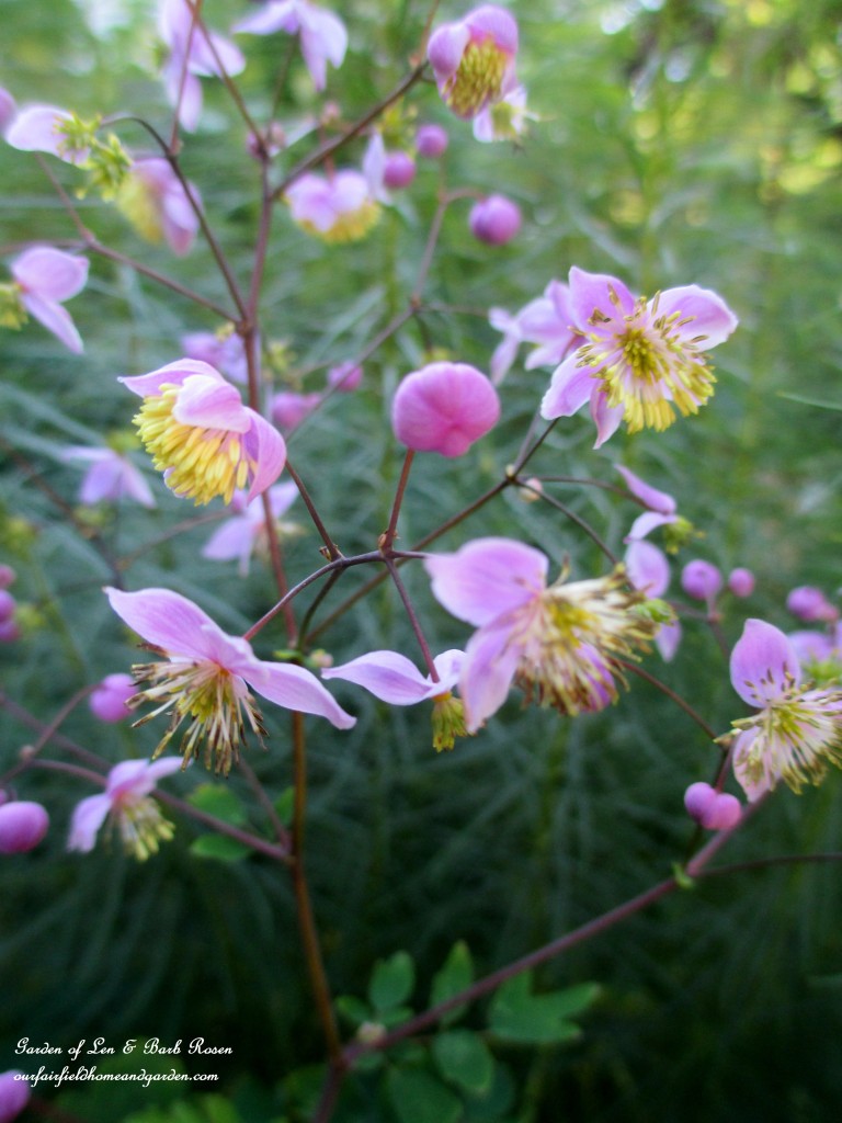 Meadow Rue blooms https://lolajack.jp.net/garden-walk-early-fall-garden/