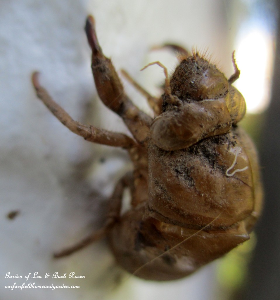 Cicada Husk https://lolajack.jp.net/garden-walk-early-fall-garden/