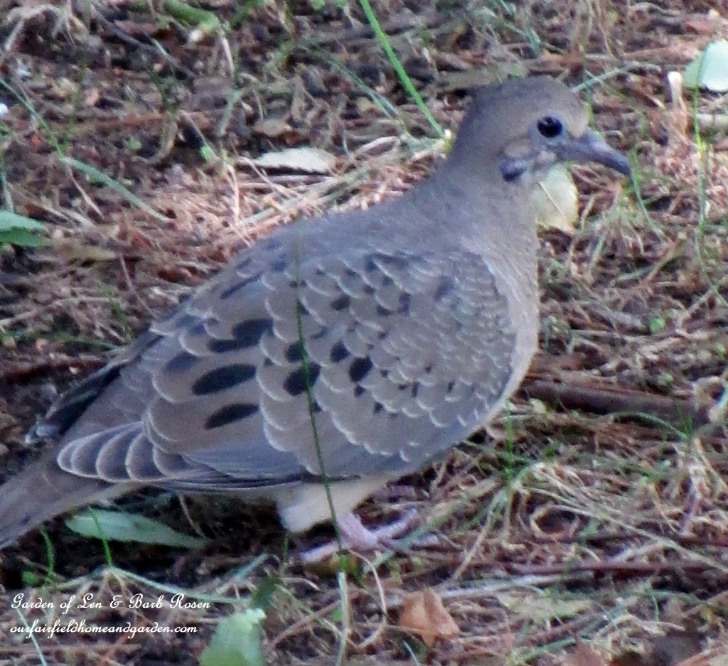 Mourning Dove https://lolajack.jp.net/garden-walk-early-fall-garden/