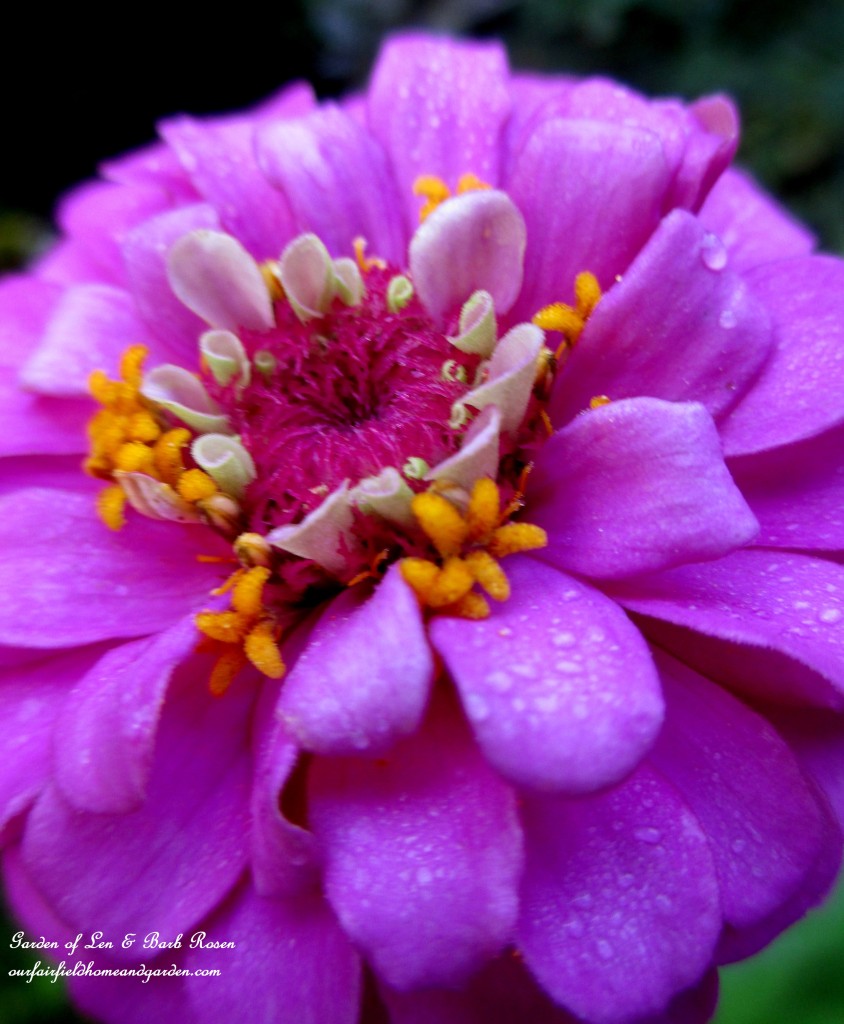 Purple Zinnia https://lolajack.jp.net/garden-walk-early-fall-garden/