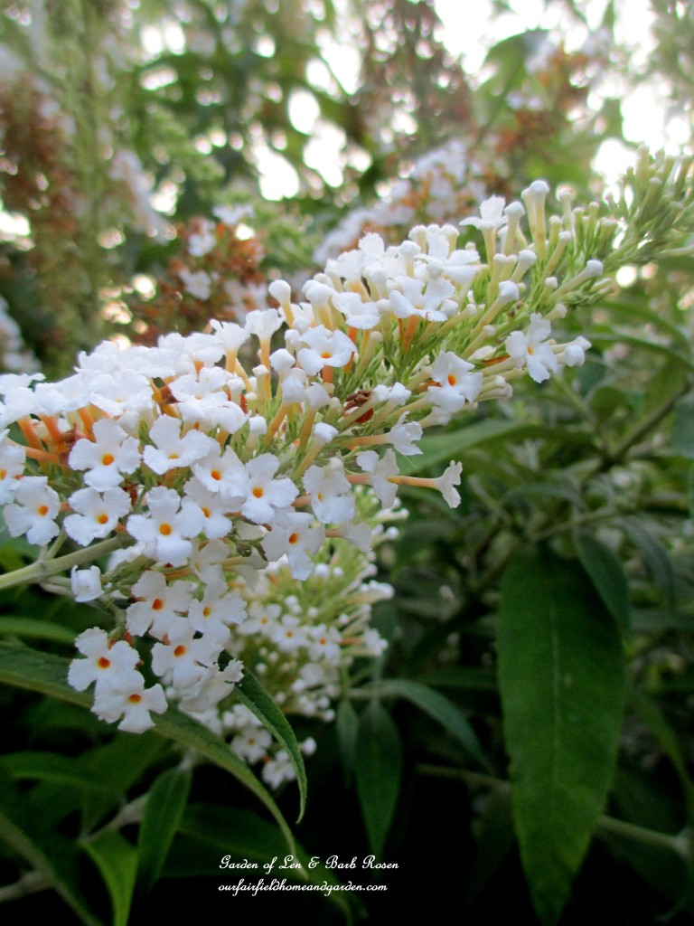 White Butterfly Bush https://lolajack.jp.net/garden-walk-early-fall-garden/