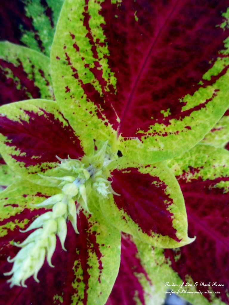 Coleus https://lolajack.jp.net/garden-walk-early-fall-garden/