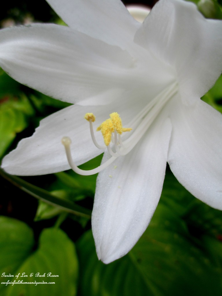 August Lilies (hosta) https://lolajack.jp.net/garden-walk-early-fall-garden/