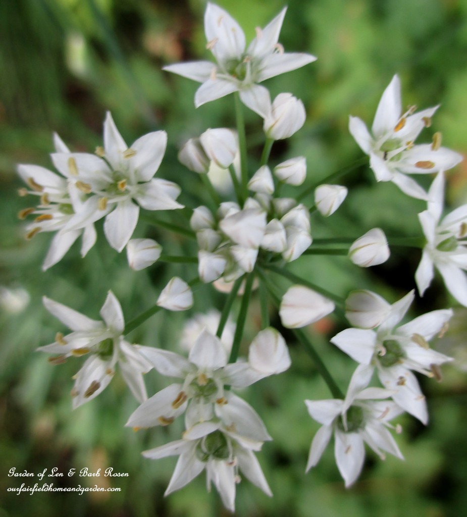 Fall Allium Opening https://lolajack.jp.net/garden-walk-early-fall-garden/