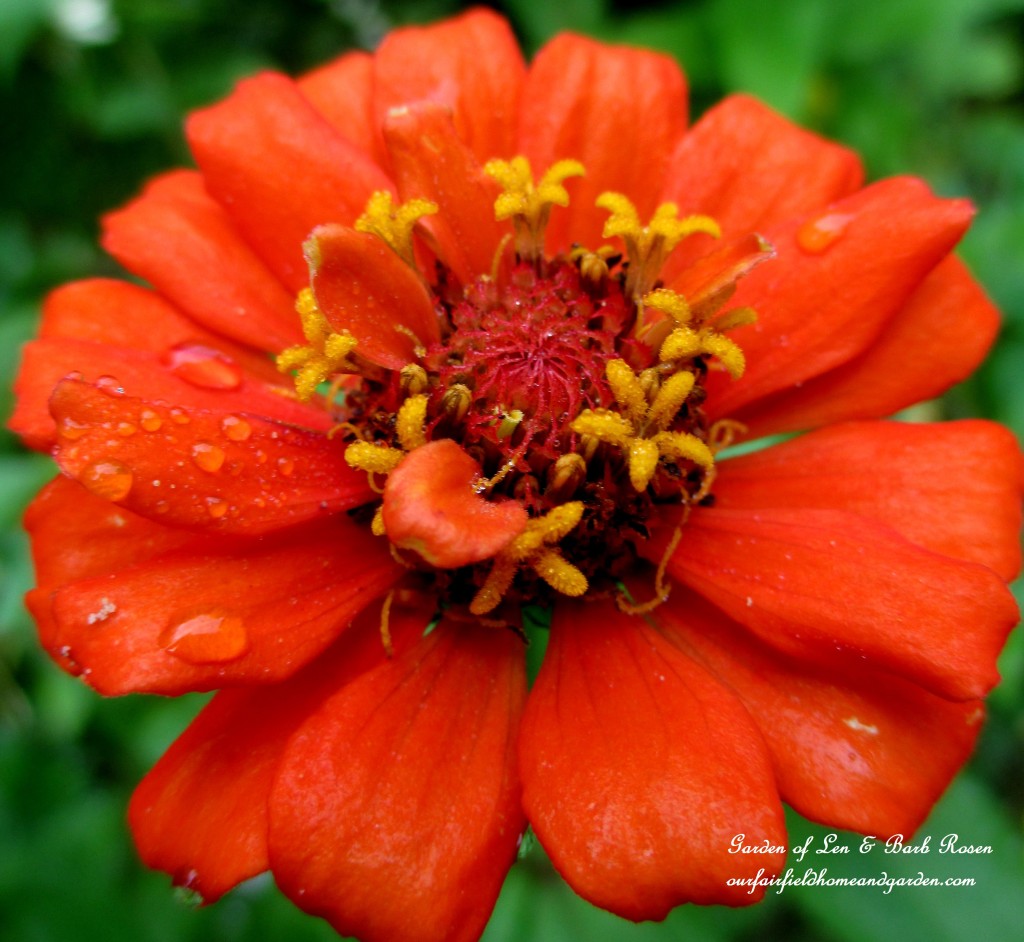 Zinnia Bloom https://lolajack.jp.net/garden-walk-early-fall-garden/