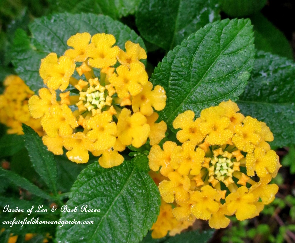 Lantana https://lolajack.jp.net/garden-walk-early-fall-garden/