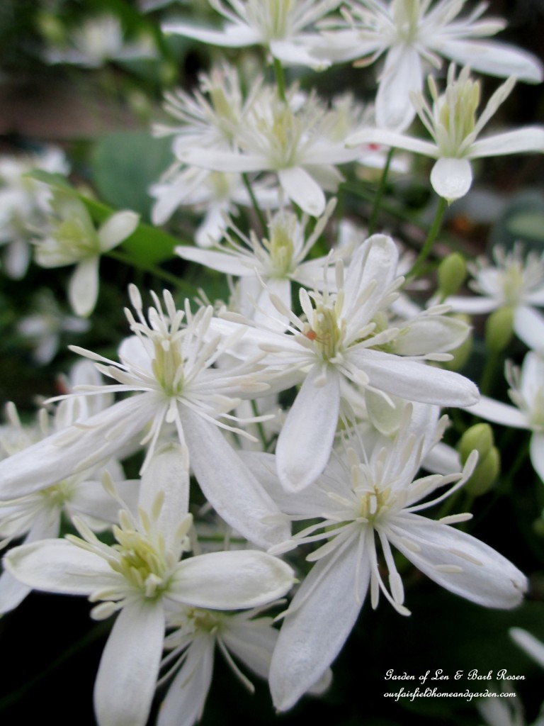 Sweet Autumn Clematis https://lolajack.jp.net/garden-walk-early-fall-garden/