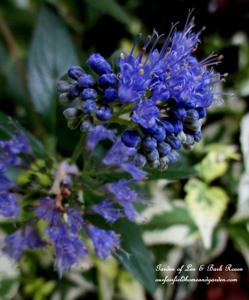 Caryopteris "Longwood Blue" https://lolajack.jp.net/garden-walk-early-fall-garden/