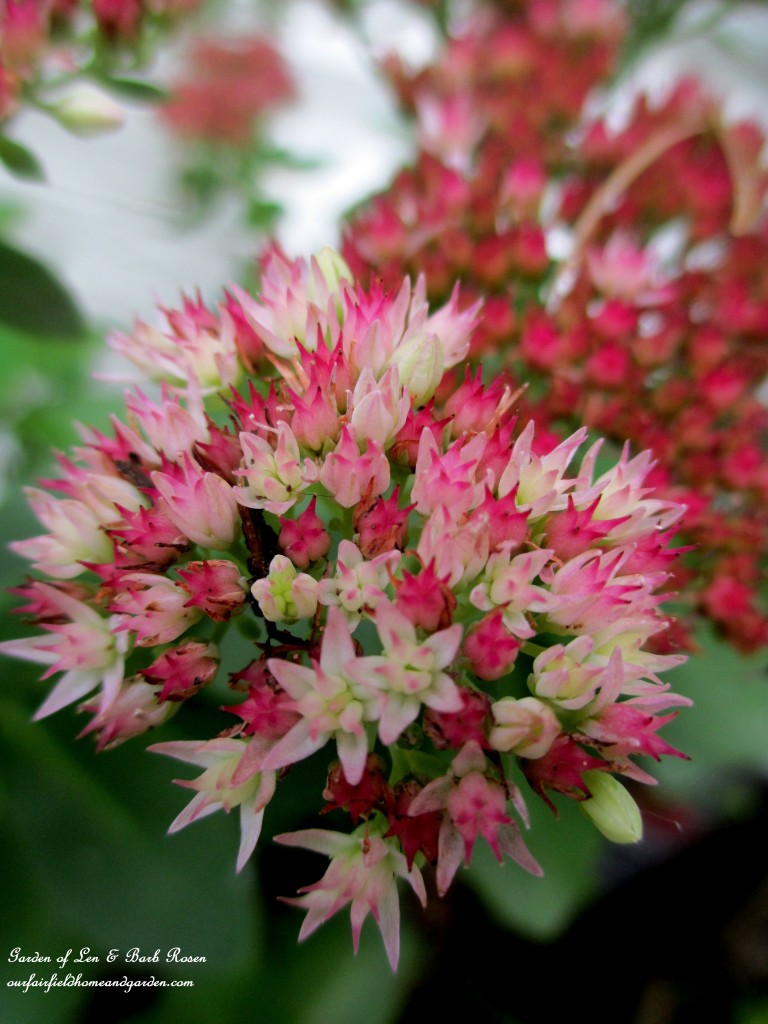 Blooming Sedum https://lolajack.jp.net/garden-walk-early-fall-garden/