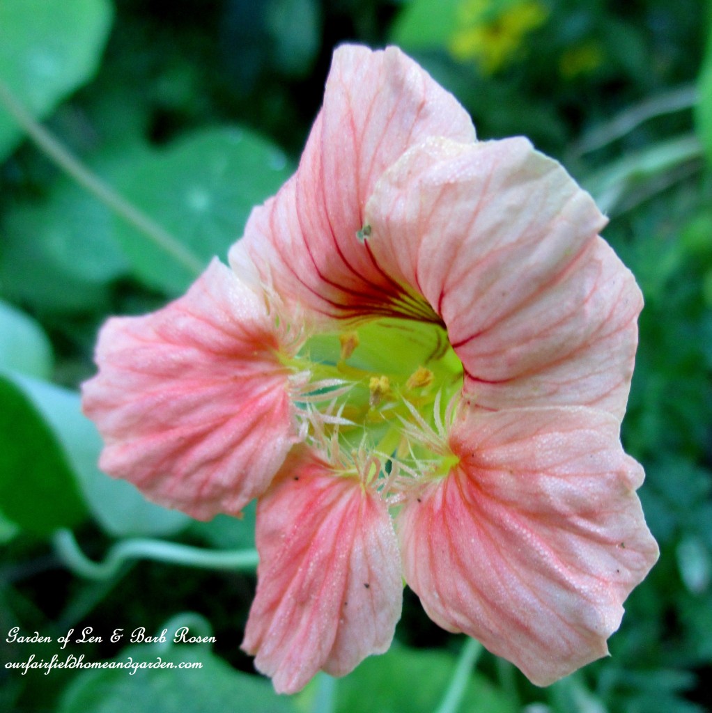 Nasturtium https://lolajack.jp.net/garden-walk-early-fall-garden/