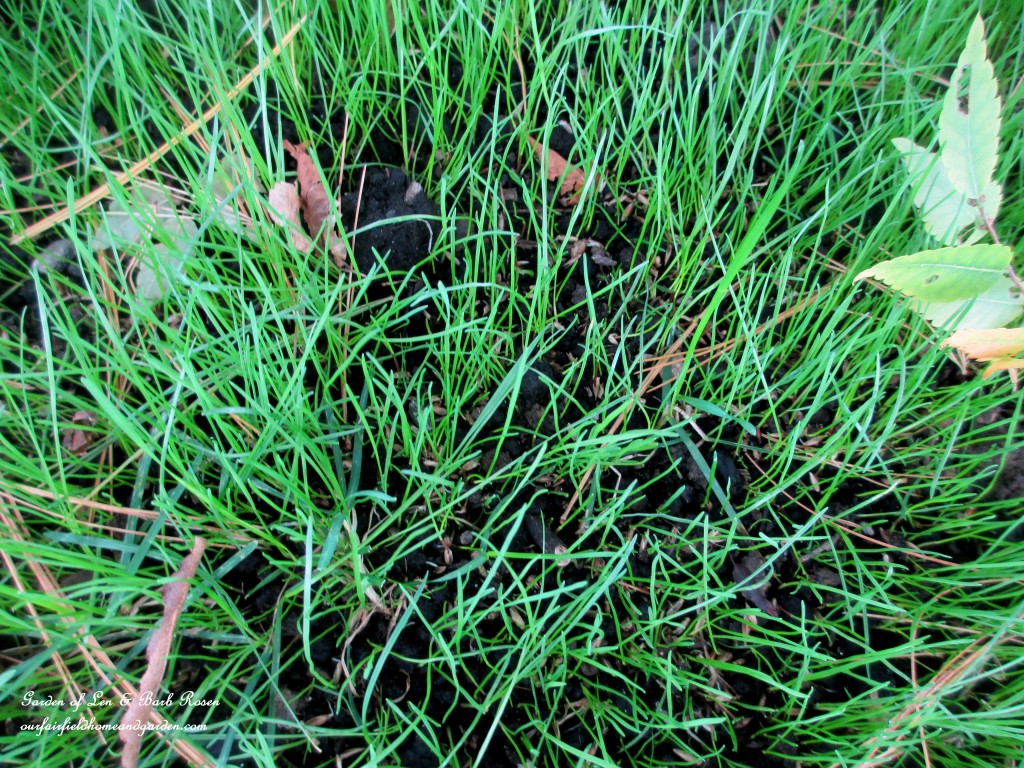 reseed grass in fall https://lolajack.jp.net/diy-tucking-the-garden-in-for-the-winter-at-our-fairfield-home-garden/