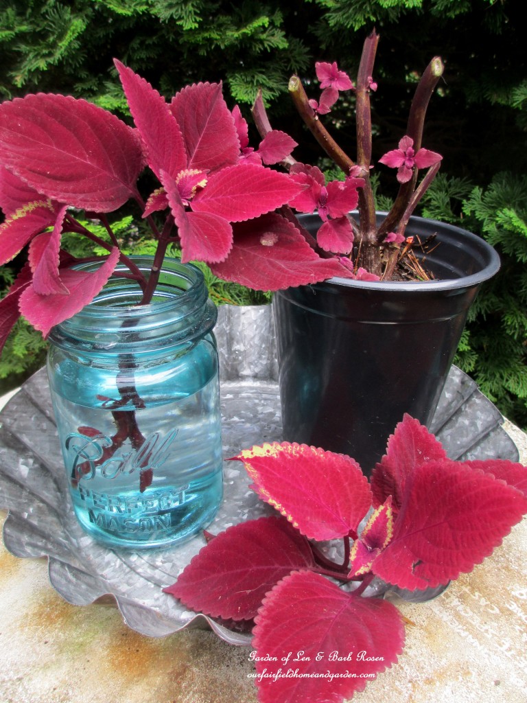 take coleus cuttings https://lolajack.jp.net/diy-tucking-the-garden-in-for-the-winter-at-our-fairfield-home-garden/