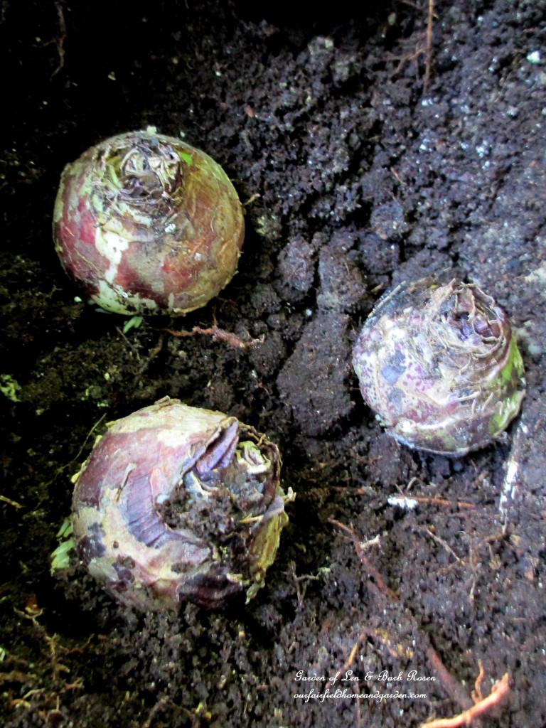 time to plant bulbs https://lolajack.jp.net/diy-tucking-the-garden-in-for-the-winter-at-our-fairfield-home-garden/