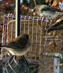 suet feeder  https://lolajack.jp.net/its-time-to-feed-the-birds/