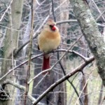 female cardinal  https://lolajack.jp.net/its-time-to-feed-the-birds/