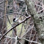 chickadee  https://lolajack.jp.net/its-time-to-feed-the-birds/