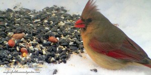 female cardinal feeding  https://lolajack.jp.net/its-time-to-feed-the-birds/