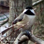 chickadee  https://lolajack.jp.net/its-time-to-feed-the-birds/