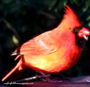 cardinal  https://lolajack.jp.net/its-time-to-feed-the-birds/