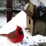 cardinal in the snowhttps://lolajack.jp.net/its-time-to-feed-the-birds/