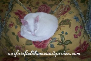 cat naphttps://lolajack.jp.net/winter-comforts-at-our-fairfield-home-garden/