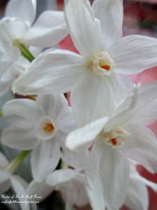paperwhite blooms https://lolajack.jp.net/winter-comforts-at-our-fairfield-home-garden/